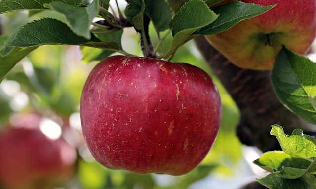 Alt om æbletræsbeskæring